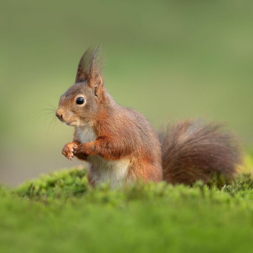 I Take Pictures Of Wildlife Animals And I Captured A Jumping Squirrel In Fall Forest (60 New Pics)