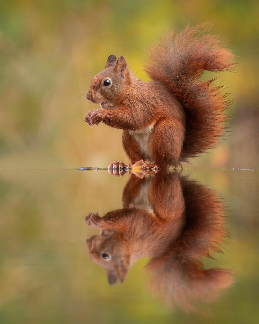 I Take Pictures Of Wildlife Animals And I Captured A Jumping Squirrel In Fall Forest (60 New Pics)