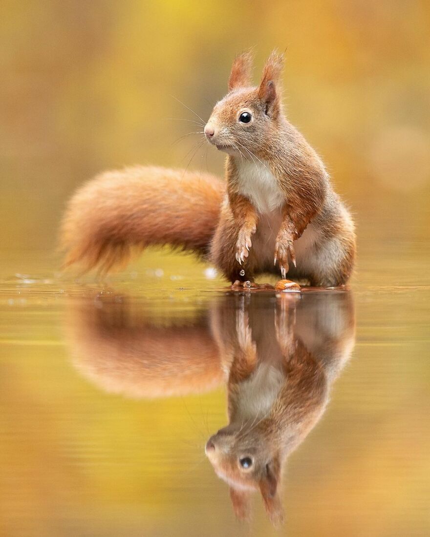 I Take Pictures Of Wildlife Animals And I Captured A Jumping Squirrel In Fall Forest (60 New Pics)