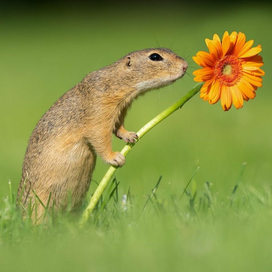 I Take Pictures Of Wildlife Animals And I Captured A Jumping Squirrel In Fall Forest (60 New Pics)