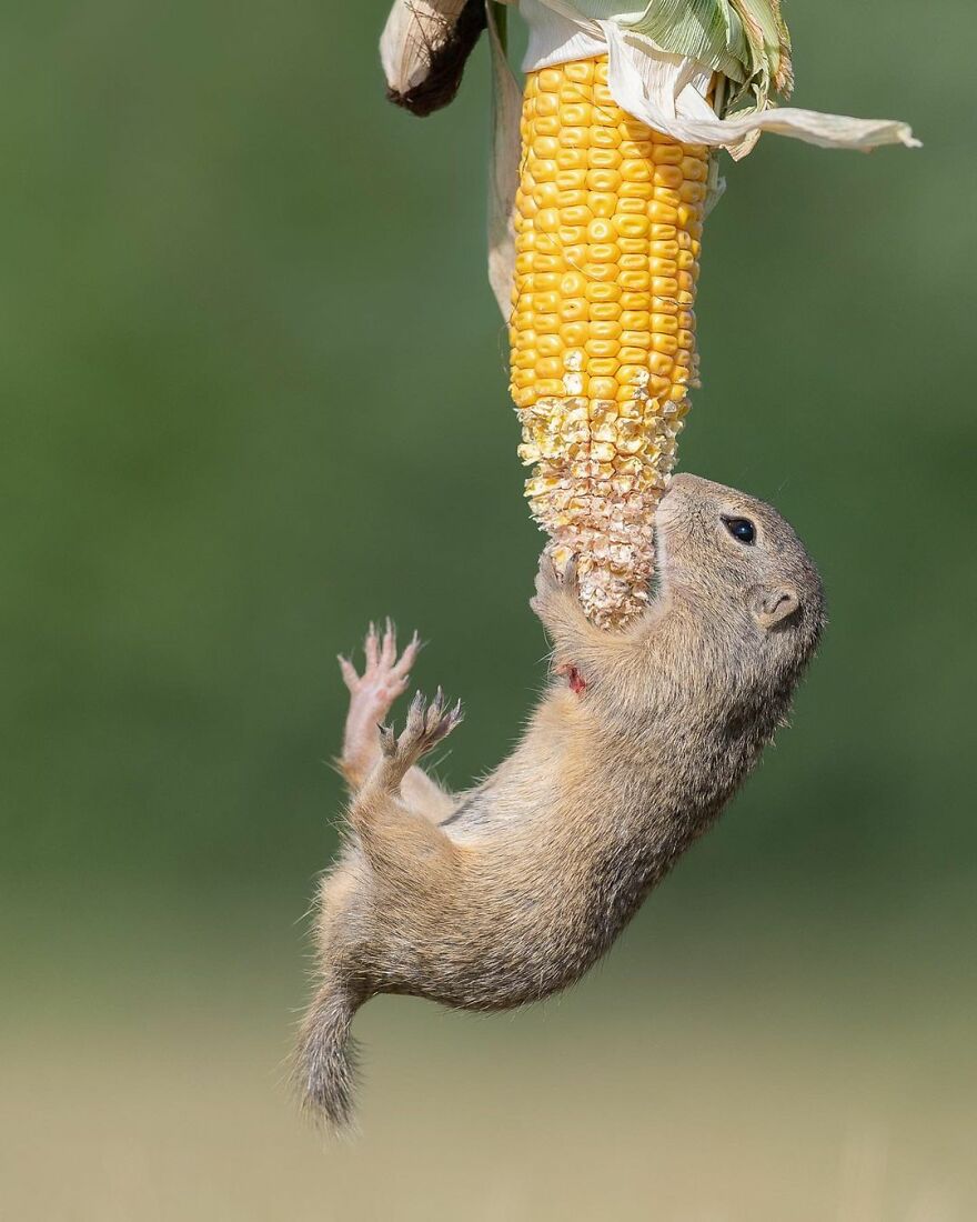 I Take Pictures Of Wildlife Animals And I Captured A Jumping Squirrel In Fall Forest (60 New Pics)