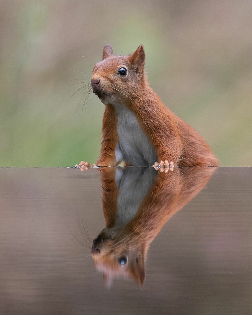 I Take Pictures Of Wildlife Animals And I Captured A Jumping Squirrel In Fall Forest (60 New Pics)