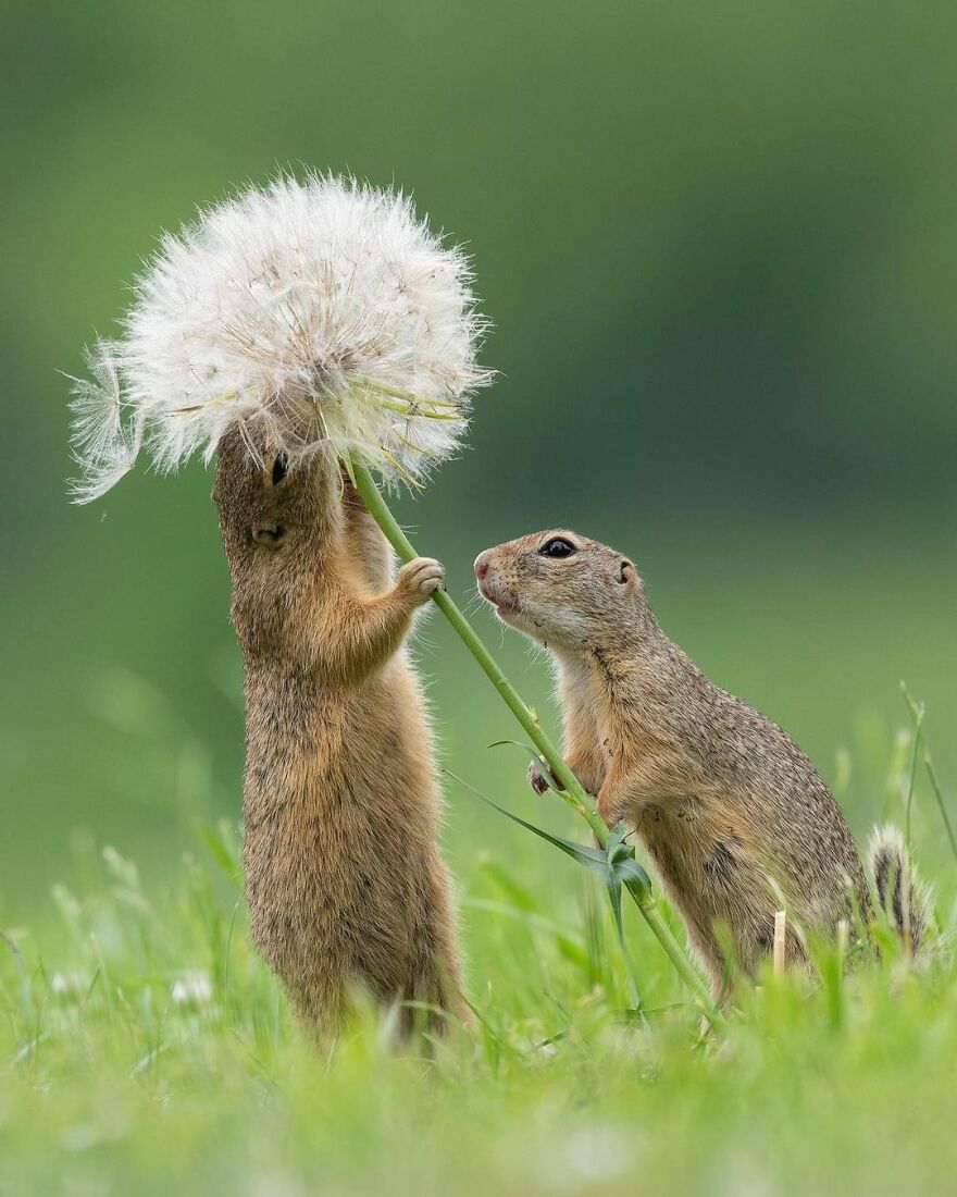 I Take Pictures Of Wildlife Animals And I Captured A Jumping Squirrel In Fall Forest (60 New Pics)