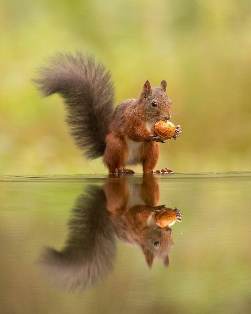 I Take Pictures Of Wildlife Animals And I Captured A Jumping Squirrel In Fall Forest (60 New Pics)