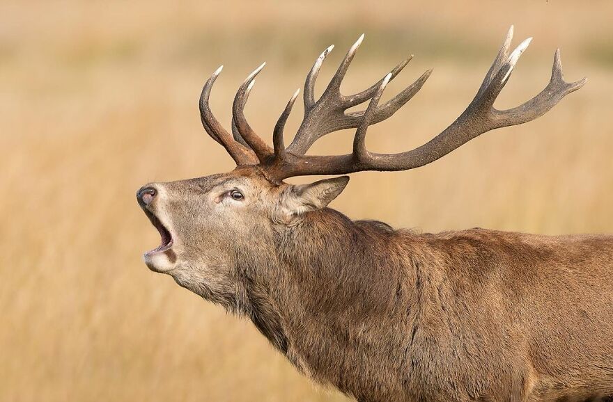 I Take Pictures Of Wildlife Animals And I Captured A Jumping Squirrel In Fall Forest (60 New Pics)