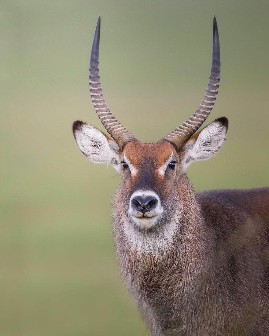 I Take Pictures Of Wildlife Animals And I Captured A Jumping Squirrel In Fall Forest (60 New Pics)