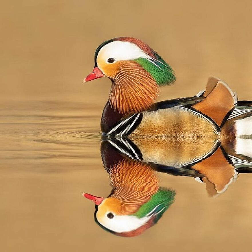 I Take Pictures Of Wildlife Animals And I Captured A Jumping Squirrel In Fall Forest (60 New Pics)