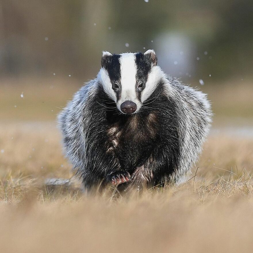 I Take Pictures Of Wildlife Animals And I Captured A Jumping Squirrel In Fall Forest (60 New Pics)