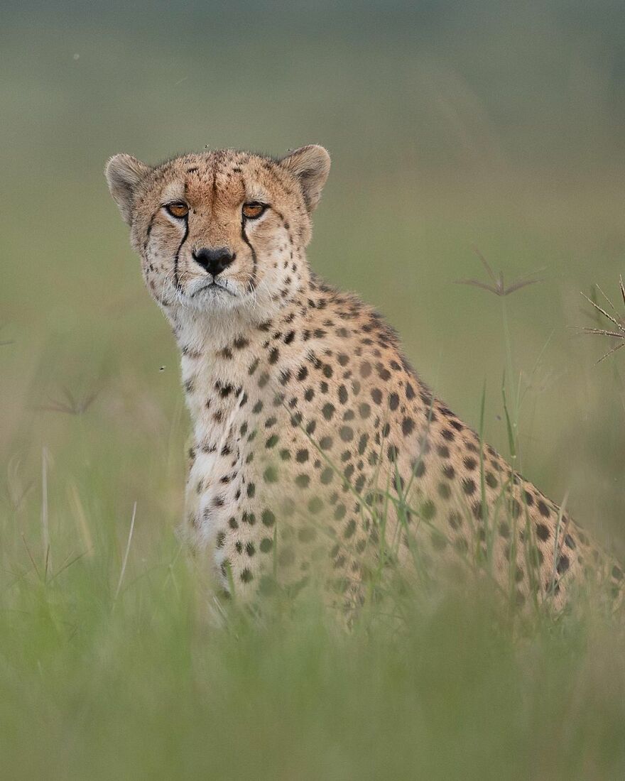 I Take Pictures Of Wildlife Animals And I Captured A Jumping Squirrel In Fall Forest (60 New Pics)