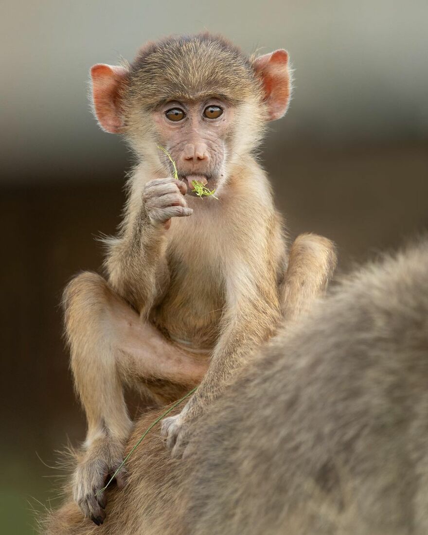 I Take Pictures Of Wildlife Animals And I Captured A Jumping Squirrel In Fall Forest (60 New Pics)