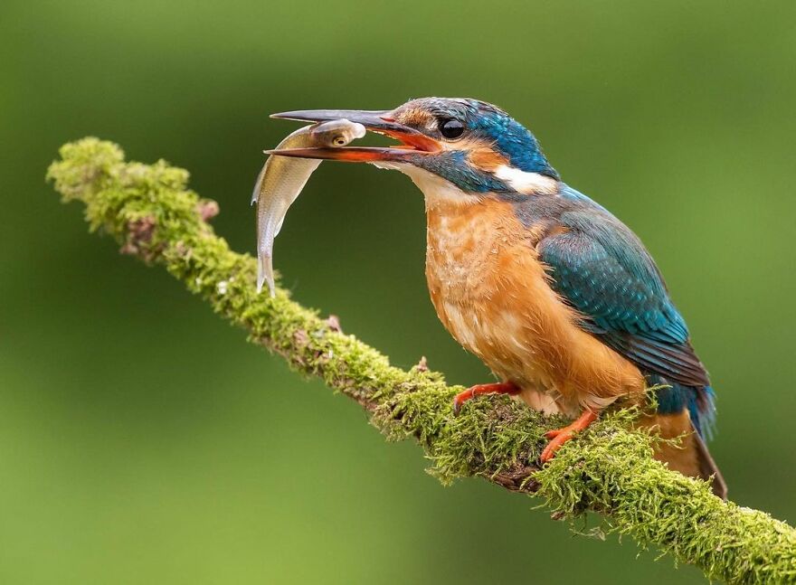 I Take Pictures Of Wildlife Animals And I Captured A Jumping Squirrel In Fall Forest (60 New Pics)