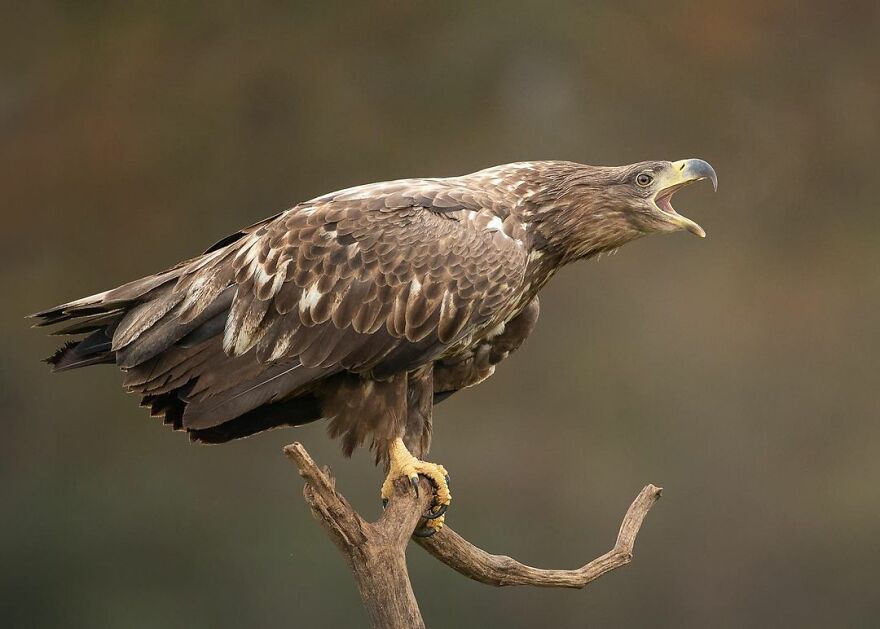 I Take Pictures Of Wildlife Animals And I Captured A Jumping Squirrel In Fall Forest (60 New Pics)