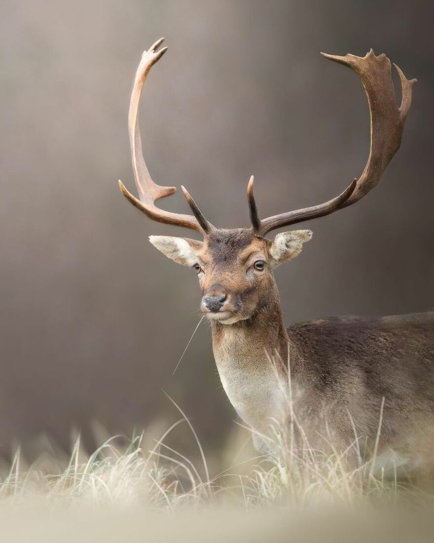 I Take Pictures Of Wildlife Animals And I Captured A Jumping Squirrel In Fall Forest (60 New Pics)