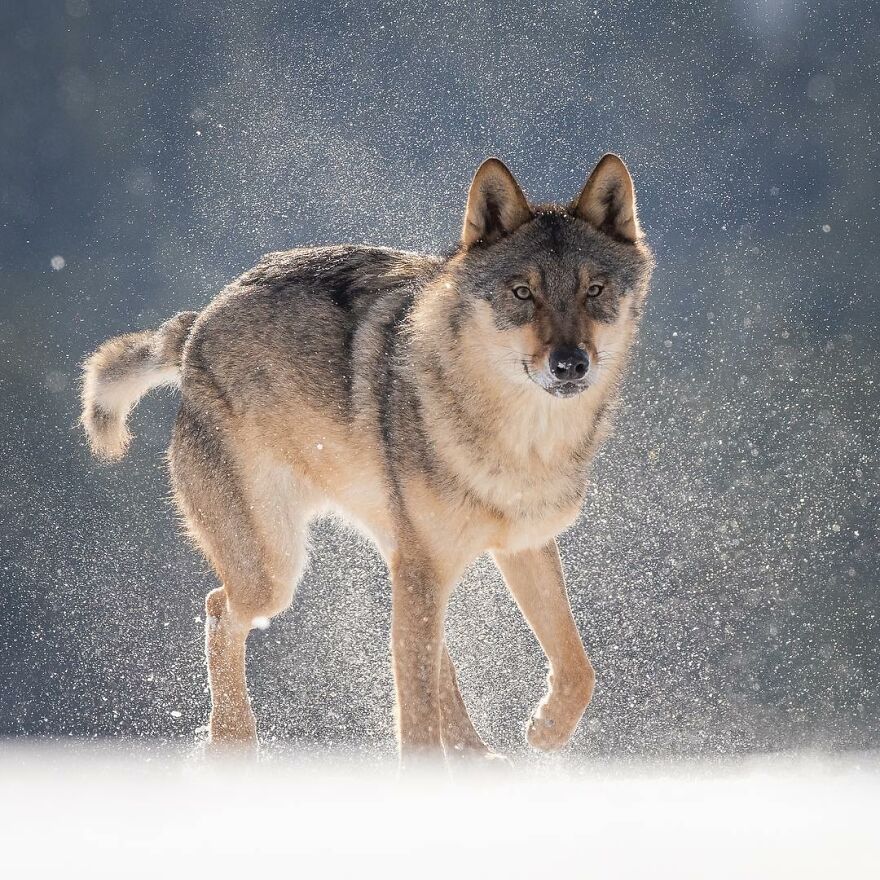 I Take Pictures Of Wildlife Animals And I Captured A Jumping Squirrel In Fall Forest (60 New Pics)