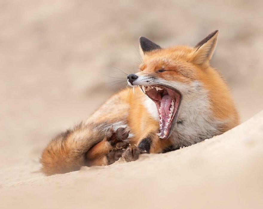I Take Pictures Of Wildlife Animals And I Captured A Jumping Squirrel In Fall Forest (60 New Pics)