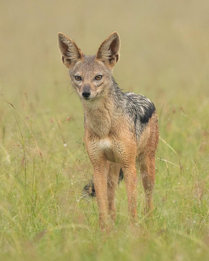 I Take Pictures Of Wildlife Animals And I Captured A Jumping Squirrel In Fall Forest (60 New Pics)