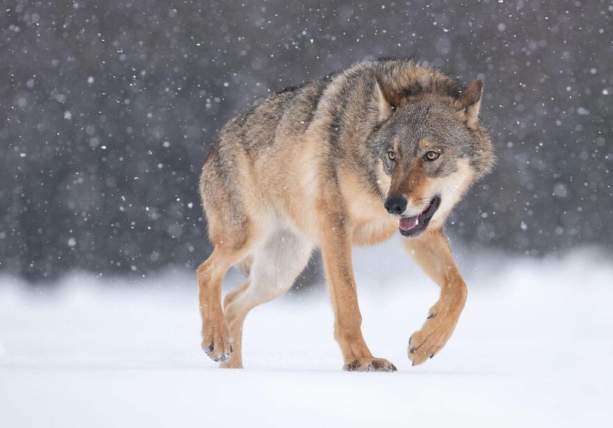 I Take Pictures Of Wildlife Animals And I Captured A Jumping Squirrel In Fall Forest (60 New Pics)