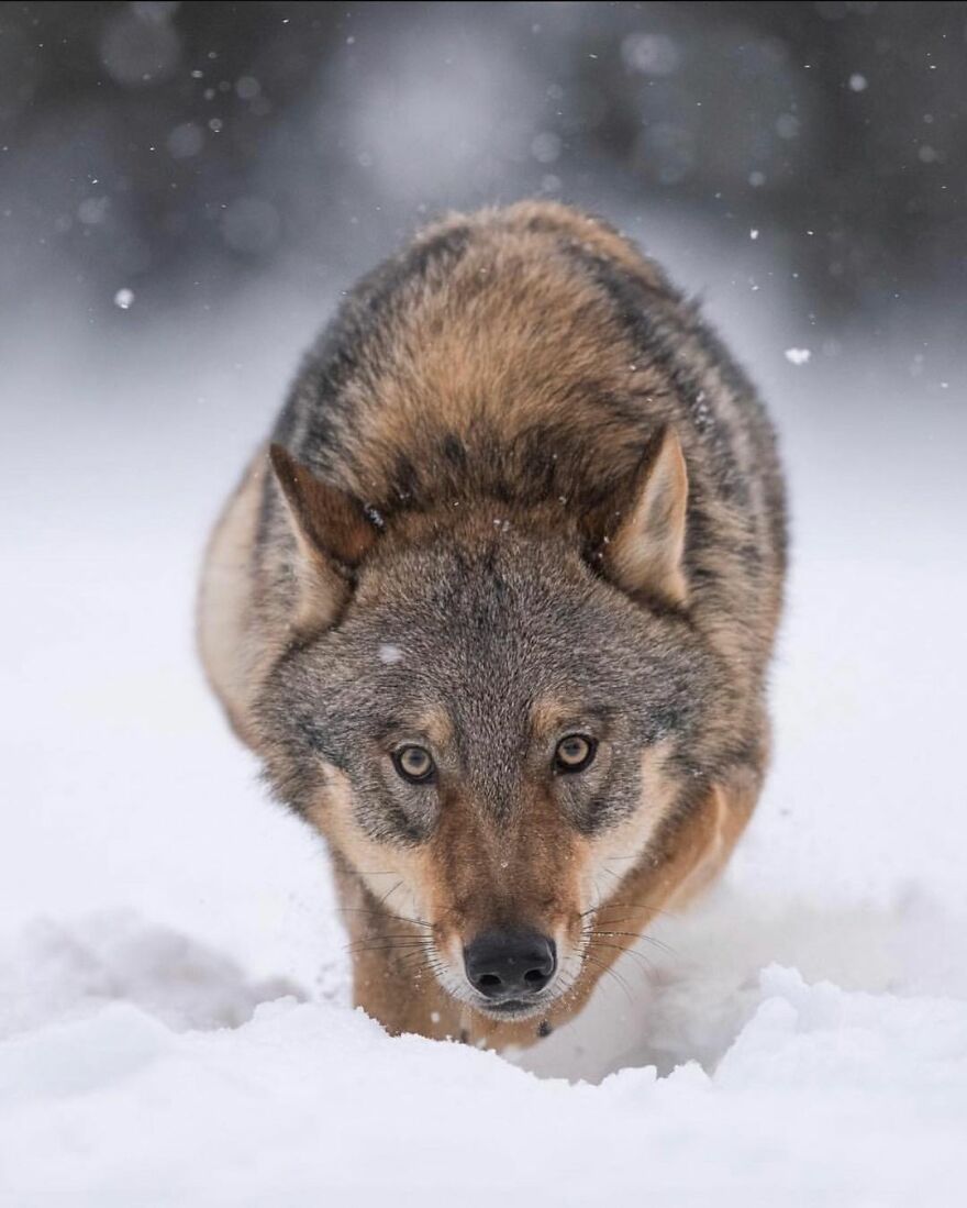 I Take Pictures Of Wildlife Animals And I Captured A Jumping Squirrel In Fall Forest (60 New Pics)