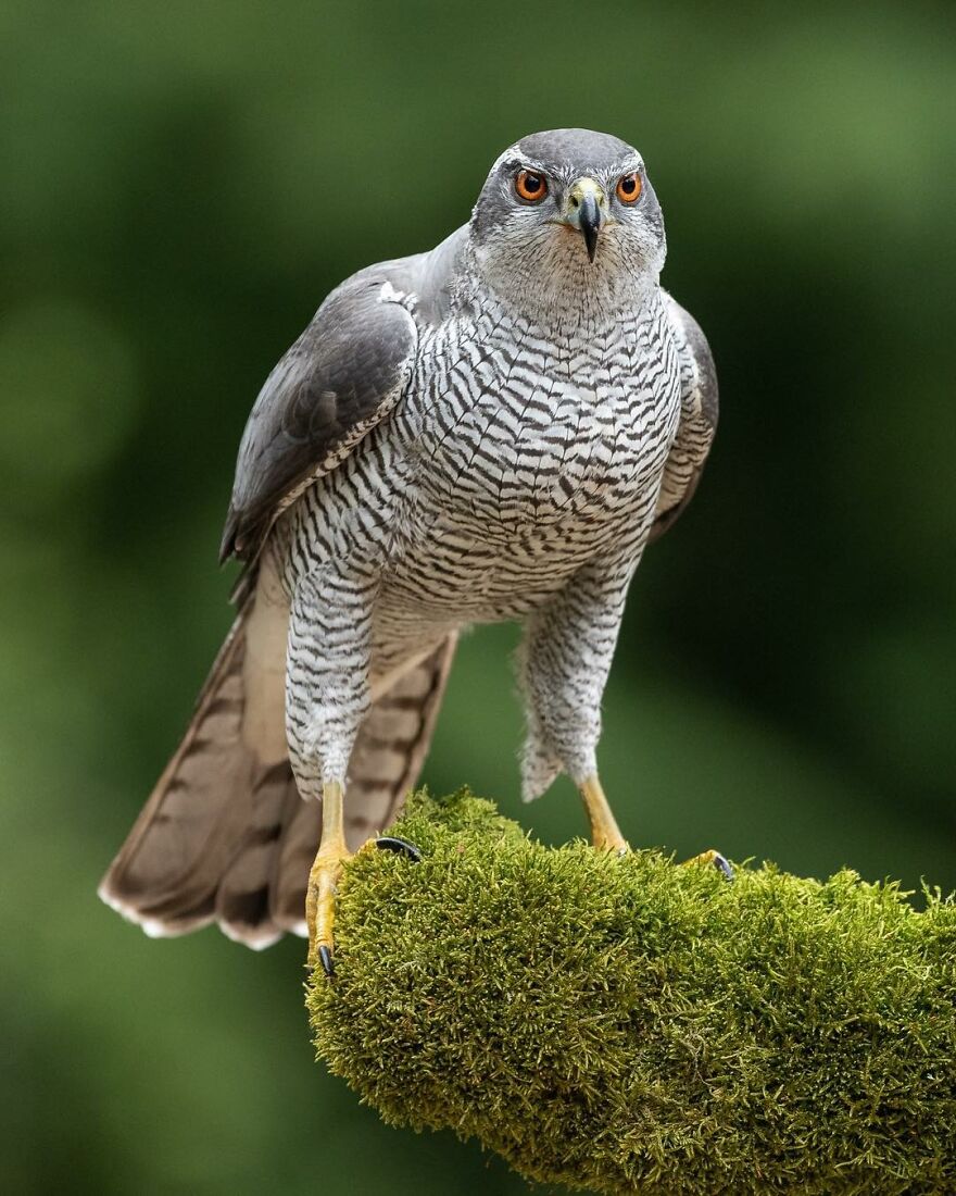 I Take Pictures Of Wildlife Animals And I Captured A Jumping Squirrel In Fall Forest (60 New Pics)