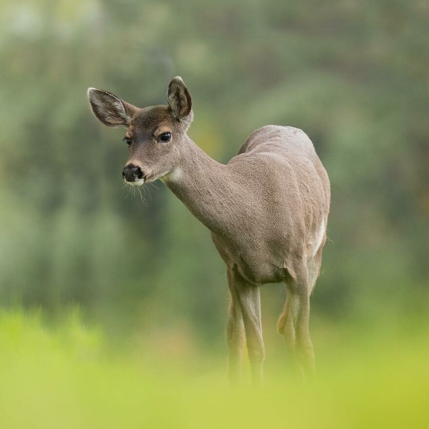 I Take Pictures Of Wildlife Animals And I Captured A Jumping Squirrel In Fall Forest (60 New Pics)