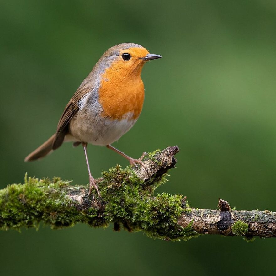 I Take Pictures Of Wildlife Animals And I Captured A Jumping Squirrel In Fall Forest (60 New Pics)