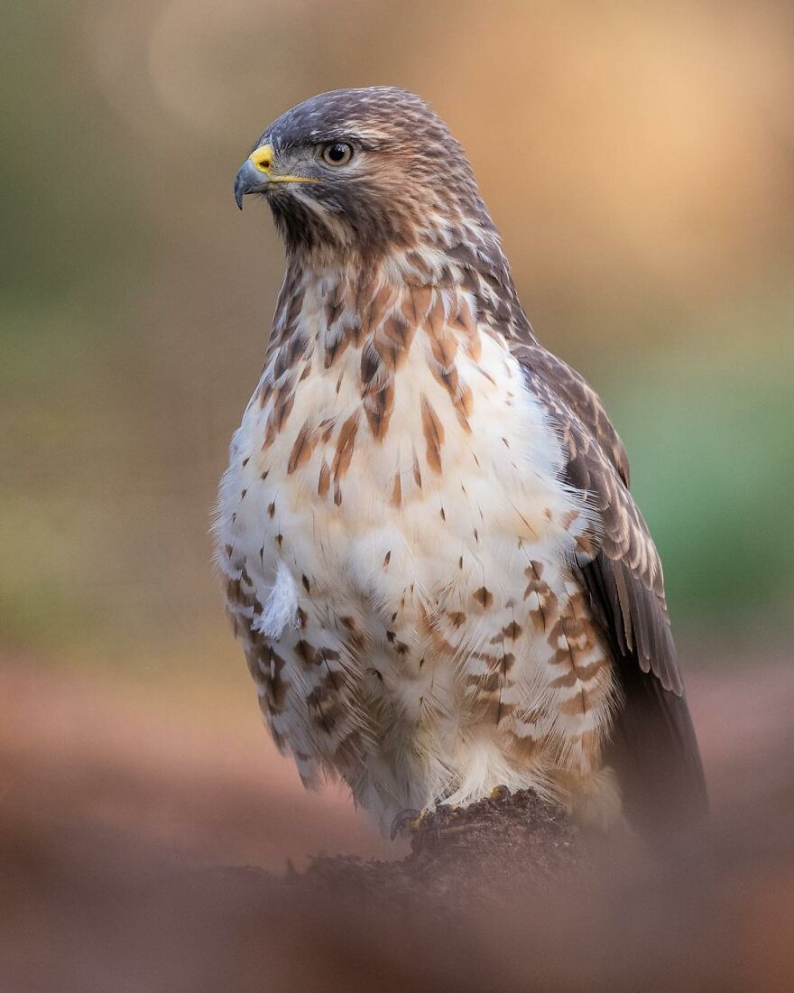 I Take Pictures Of Wildlife Animals And I Captured A Jumping Squirrel In Fall Forest (60 New Pics)