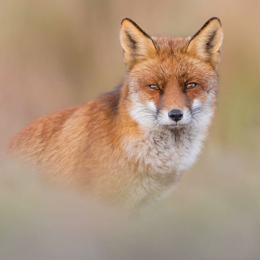 I Take Pictures Of Wildlife Animals And I Captured A Jumping Squirrel In Fall Forest (60 New Pics)