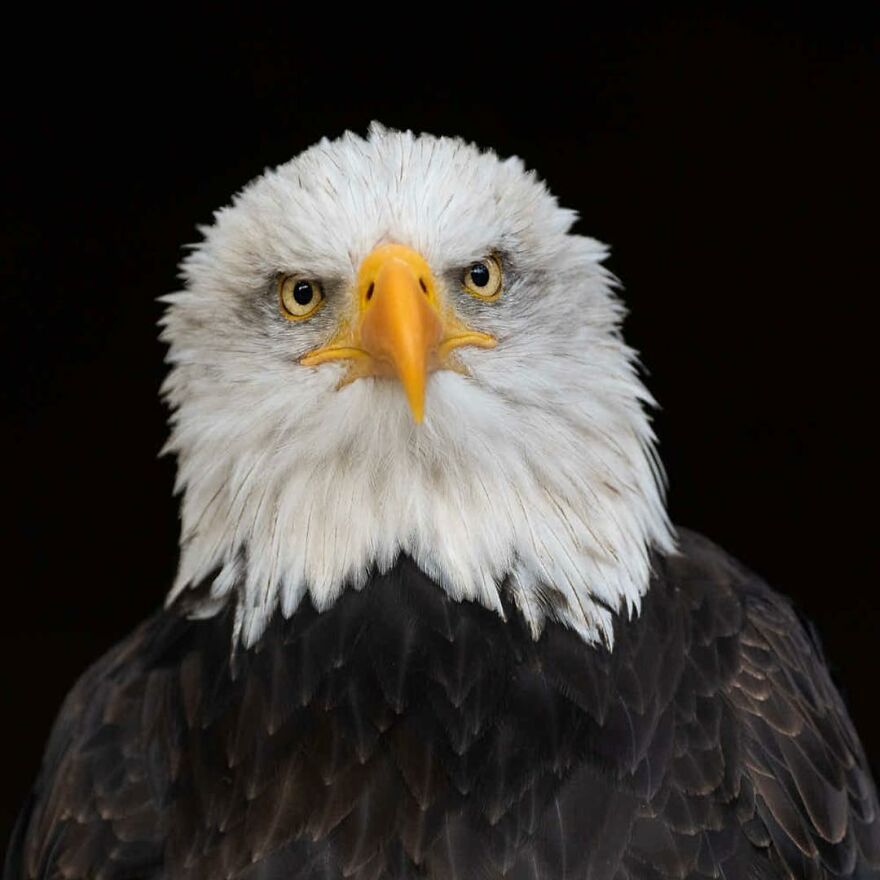 I Take Pictures Of Wildlife Animals And I Captured A Jumping Squirrel In Fall Forest (60 New Pics)