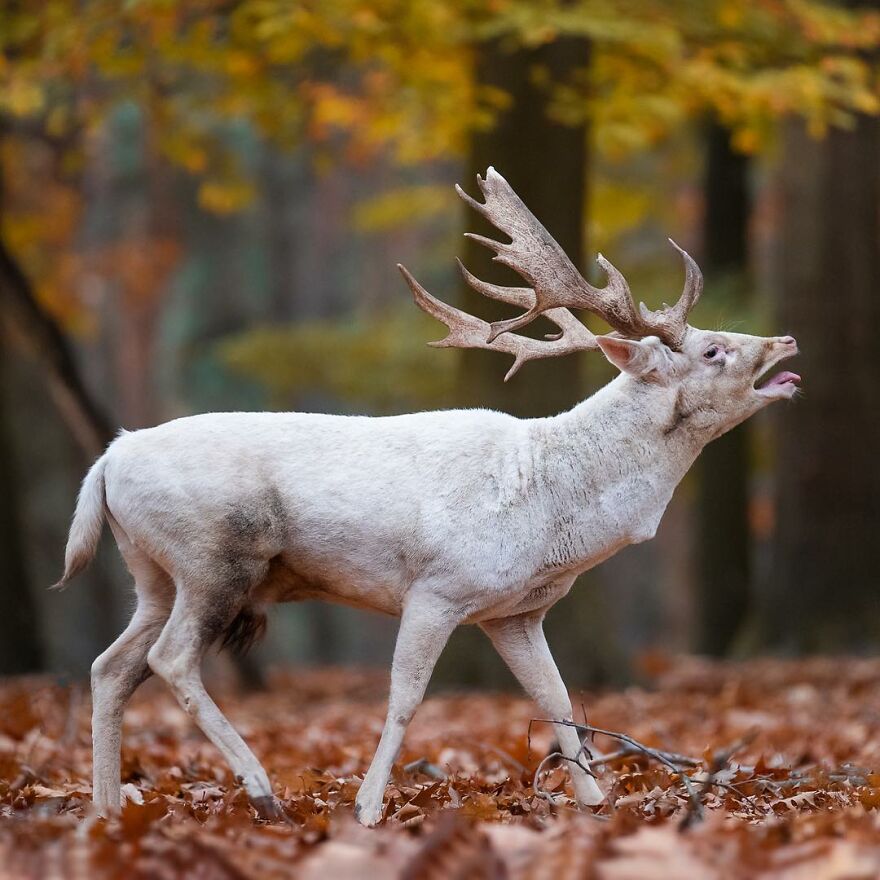 I Take Pictures Of Wildlife Animals And I Captured A Jumping Squirrel In Fall Forest (60 New Pics)