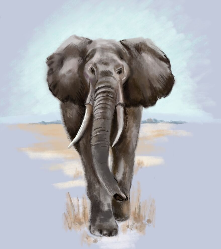 I Draw Animals