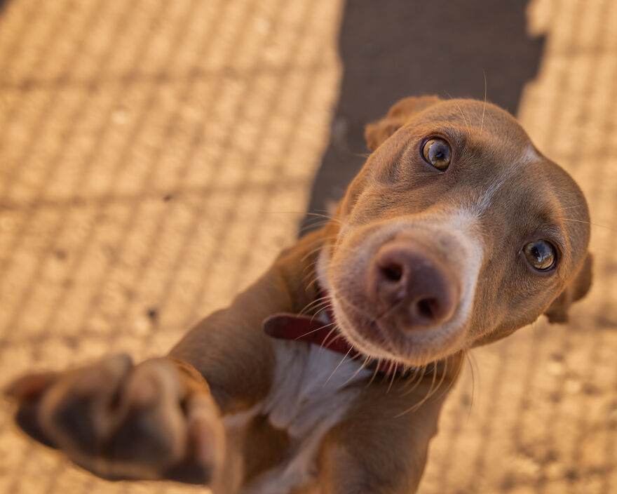 I Documented The Strife Of Rare Spanish Dog Breeds In This Shelter, And It's Mortifying