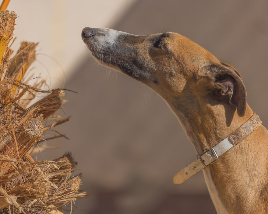 I Documented The Strife Of Rare Spanish Dog Breeds In This Shelter, And It's Mortifying