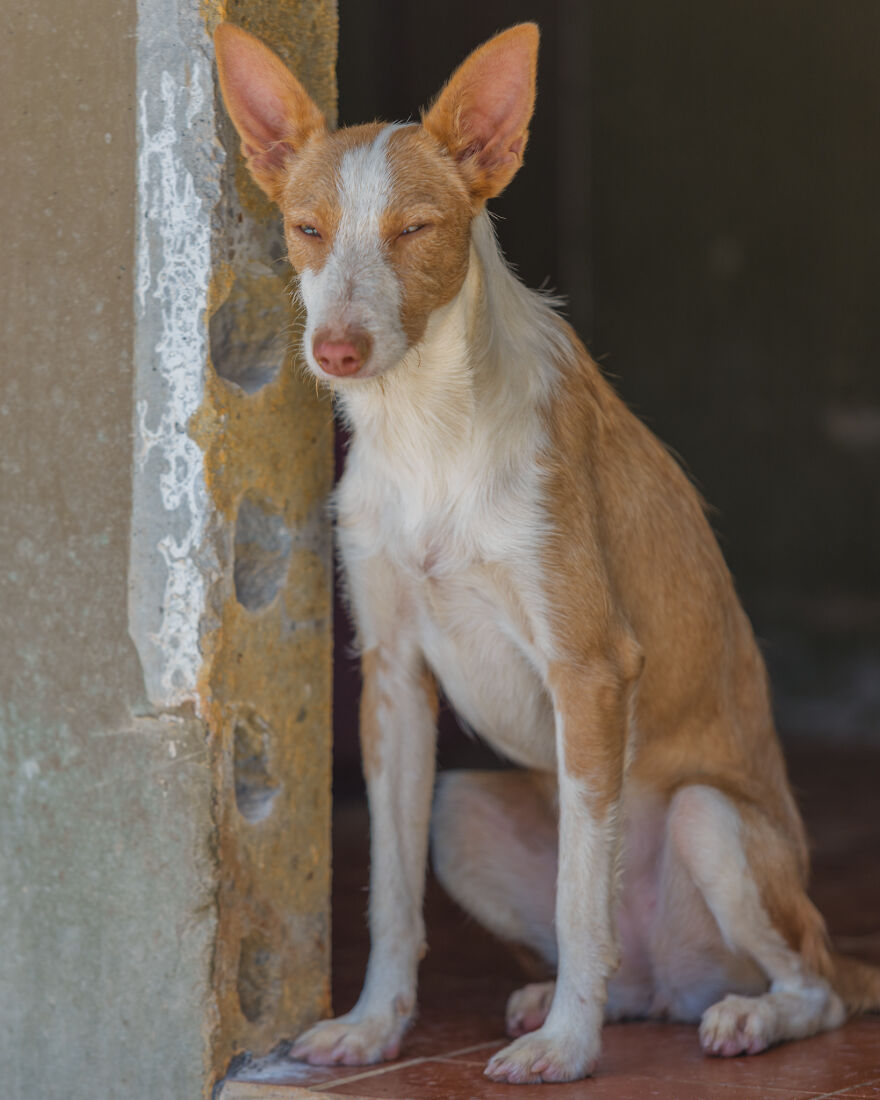 I Documented The Strife Of Rare Spanish Dog Breeds In This Shelter, And It's Mortifying