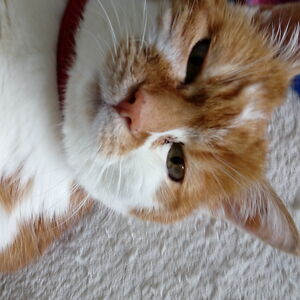 wendedaniel38 avatar