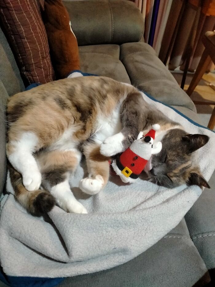 I Think Diamond Sparkle Is Already Celebrating Xmas!