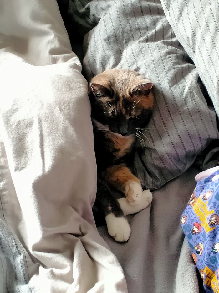 Diamond Sparkle Has Stolen The Bed Again...