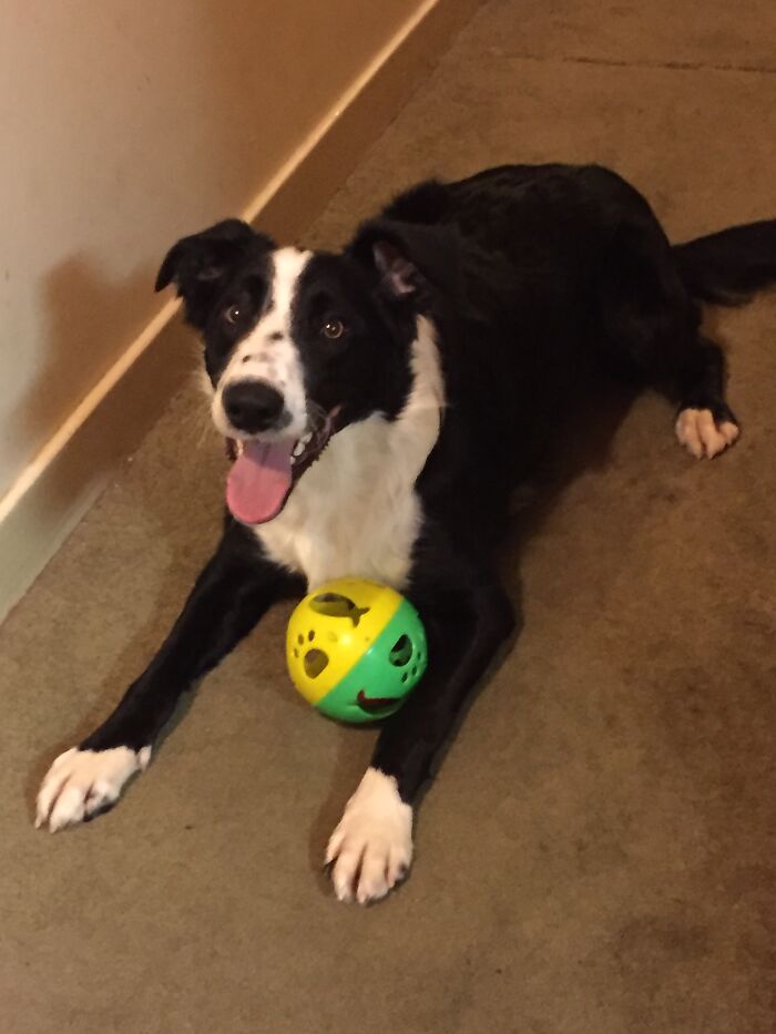 My Beautiful Dog Shilo. He Is Everything Good In My Life And He Means The World And Everything In It To Me. I Love Him So Much.