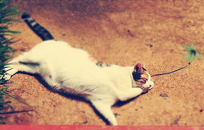 Sleeping On The Concrete Below The Front Steps. She's Dreaming Of Floating Away With Her Leaf..