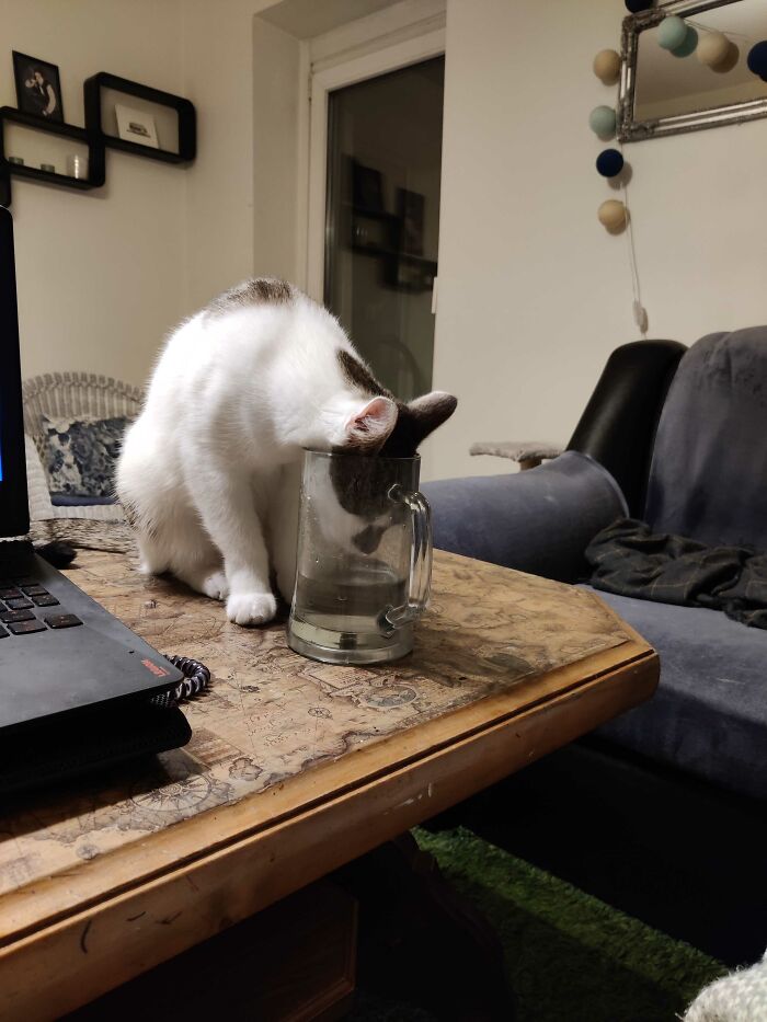 Successful Attempt By My Cat