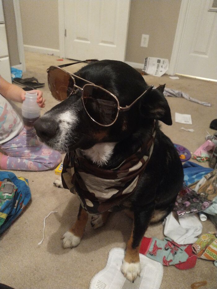 A Pic Of My Dog's Costume Cuz I Hate My Face