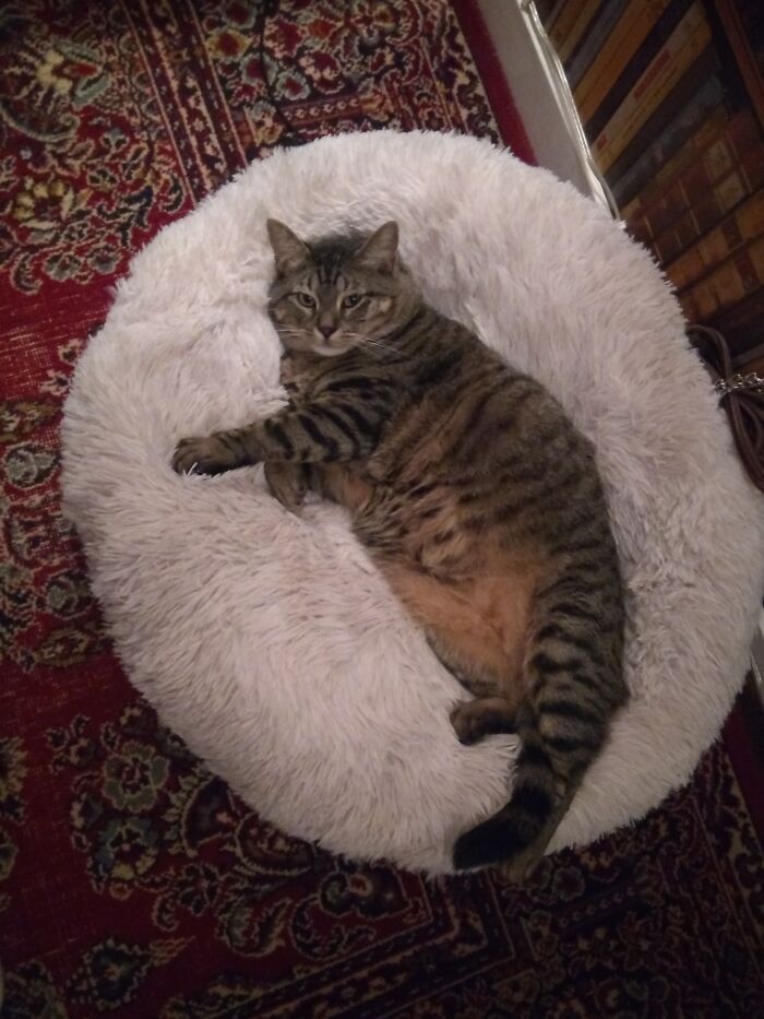 Cosmo *trying* To Sleep.