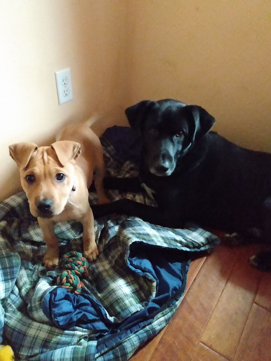 The Best "Big Brother" Ever