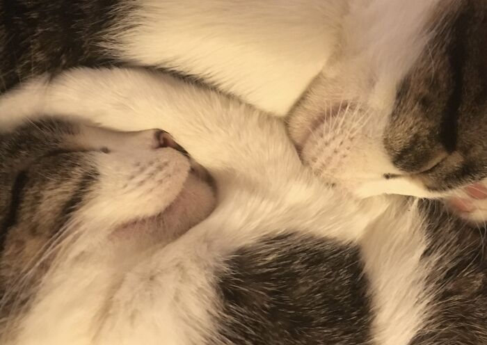 I Should Have Called Them Yin & Yang