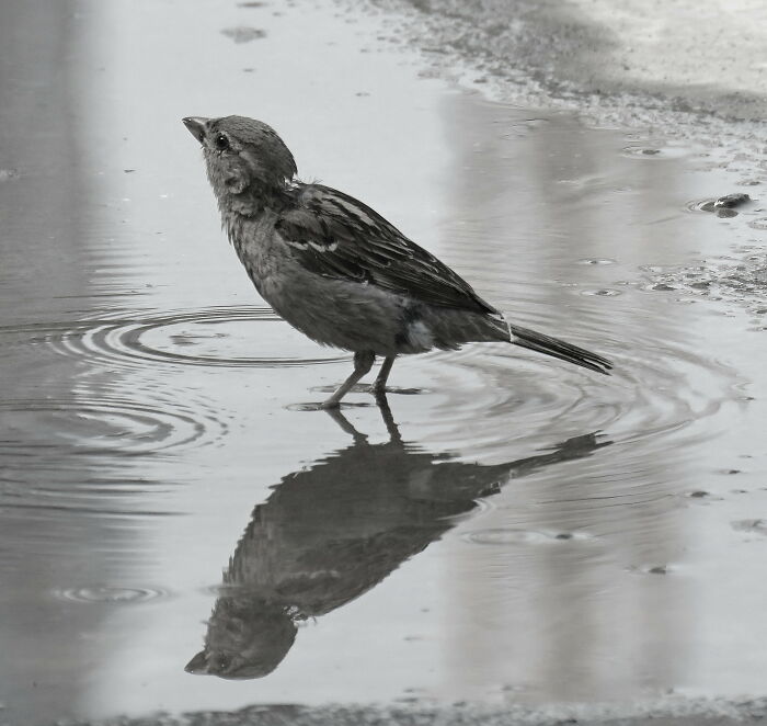 "Drop Of Soul And A Beak" 🥰