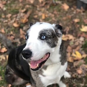 virginiagreen avatar