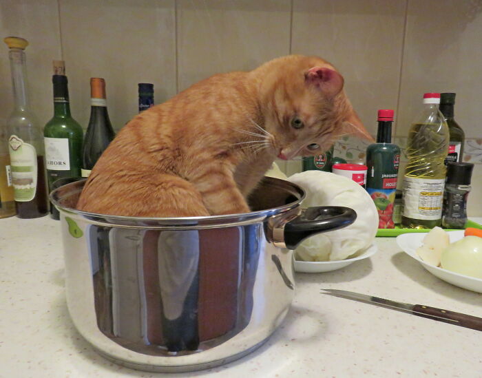 A Cat Is Needed As A Helper For Top Cooking 😊