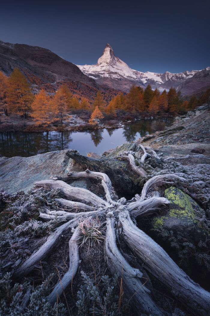 Frost-covered roots in the foreground with colorful fall trees and the snow-capped Alps mountain reflecting in a calm lake.