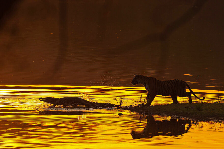 After ‘While Crocodile!