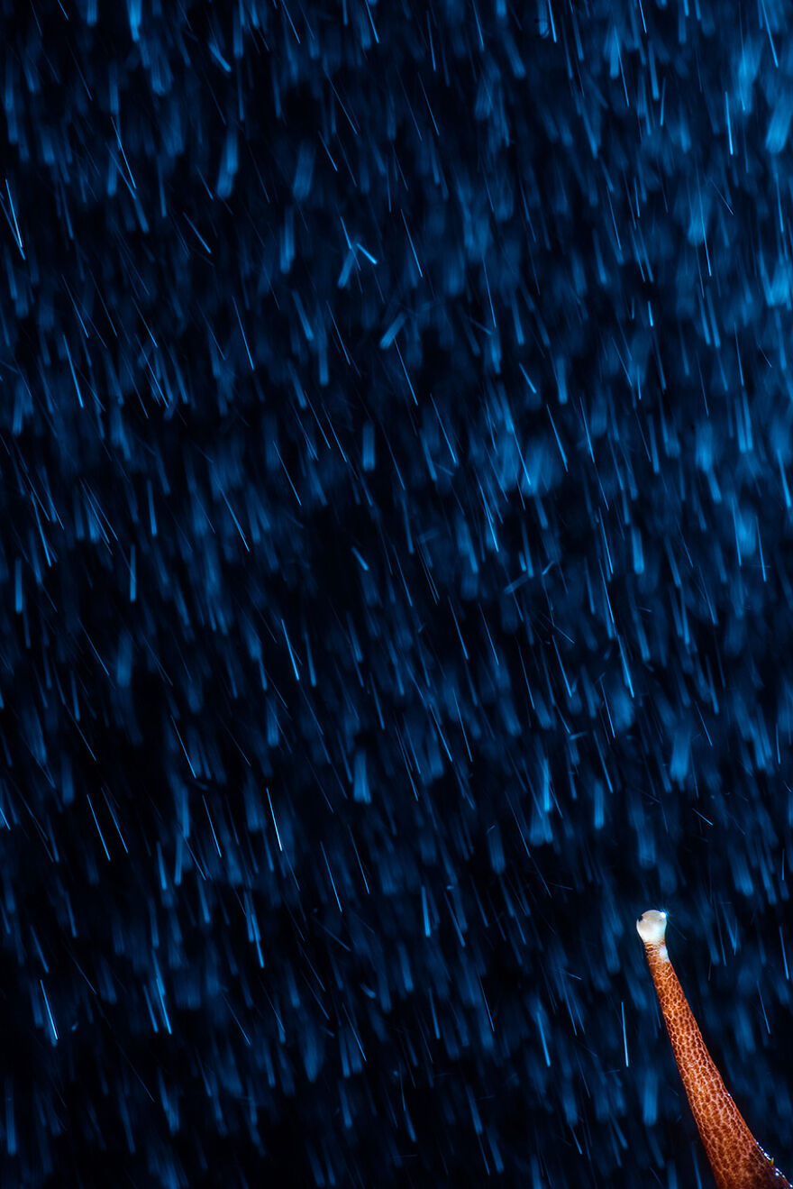 Something In The Rain