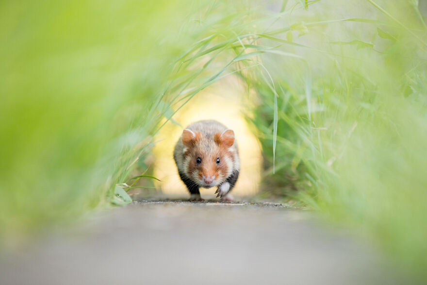 Hamster Wheel Of Life